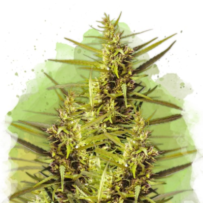 Nirvana - Blueberry Kush Auto