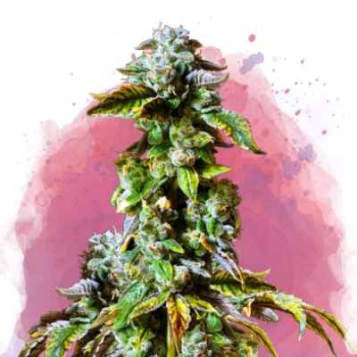 Nirvana - Durban Poison