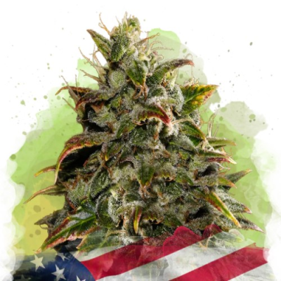 Nirvana - Gelato Auto