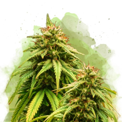 Nirvana - Amnesia Haze Auto