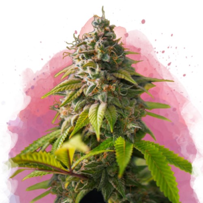 Nirvana - Amnesia Haze