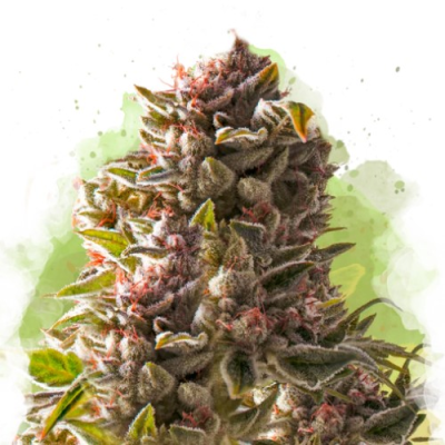 Nirvana - Auto Aurora Indica