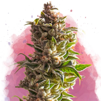 Nirvana - Aurora Indica