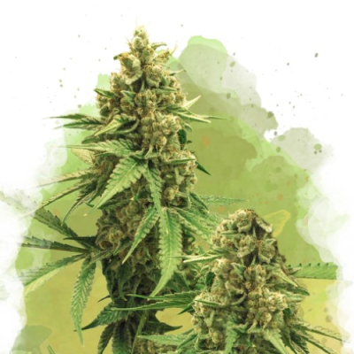 Nirvana - Big Bud Auto