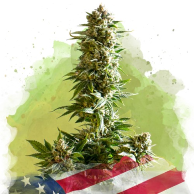 Nirvana - Girl Scout Cookies Auto