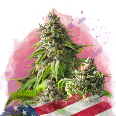 Nirvana - Girl Scout Cookies