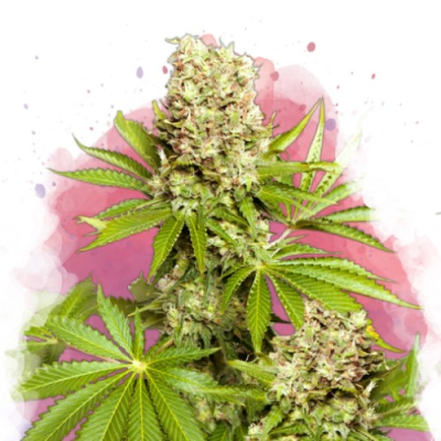 Nirvana - Hawaii Maui Waui