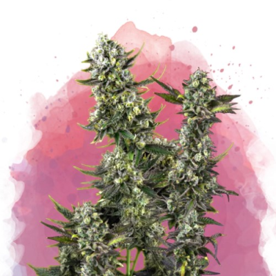 Nirvana - Hindu Kush