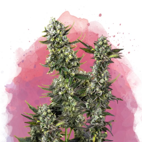 Nirvana - Hindu Kush