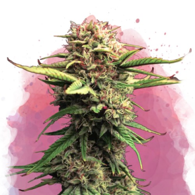 Nirvana - Jock Horror