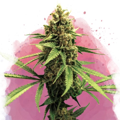 Nirvana - Lemon OG Haze