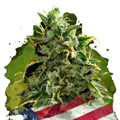 Nirvana - Auto Blue Dream