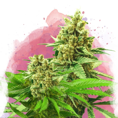 Nirvana - Somango XXL