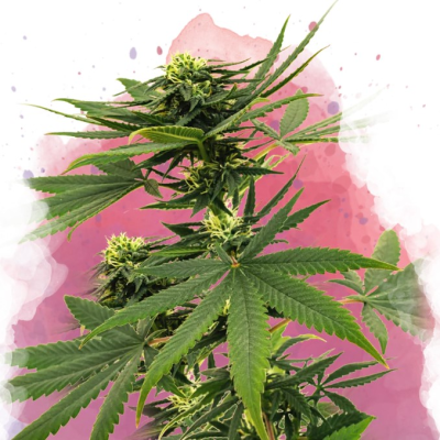 Nirvana - Sour Diesel