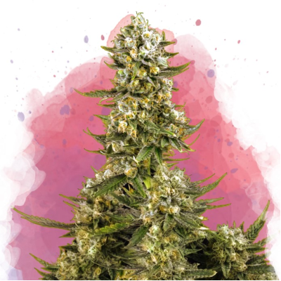 Nirvana - Super Silver Haze