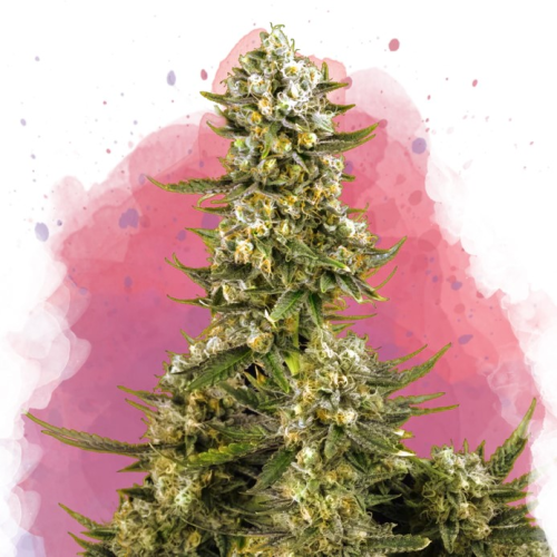 Nirvana - Super Silver Haze