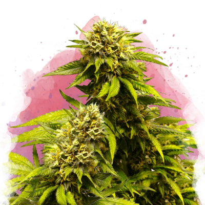 Nirvana - Super Skunk