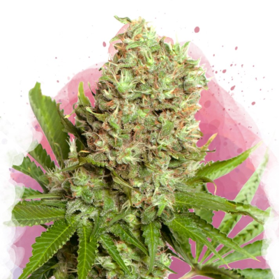 Nirvana - White Widow