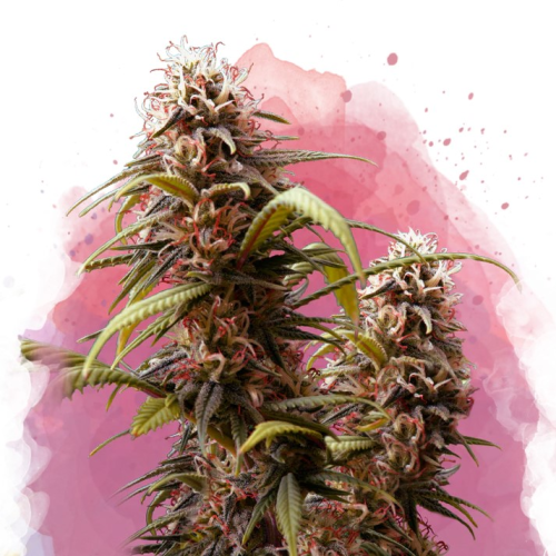 Nirvana - Wonder Woman