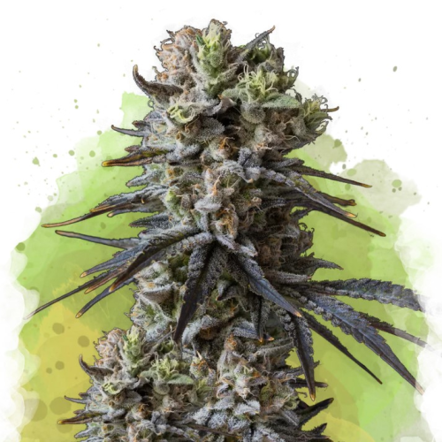 Nirvana - Lithium OG Kush Auto