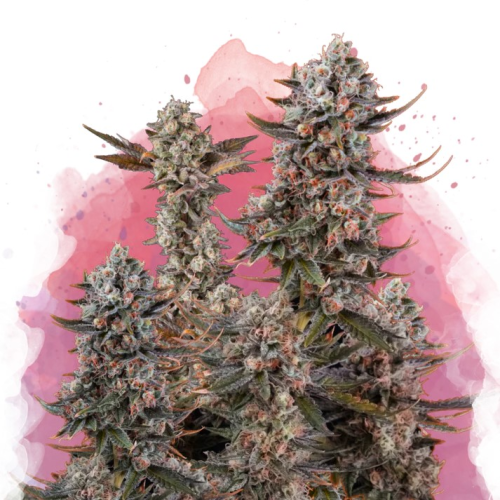 Nirvana - Lithium OG Kush