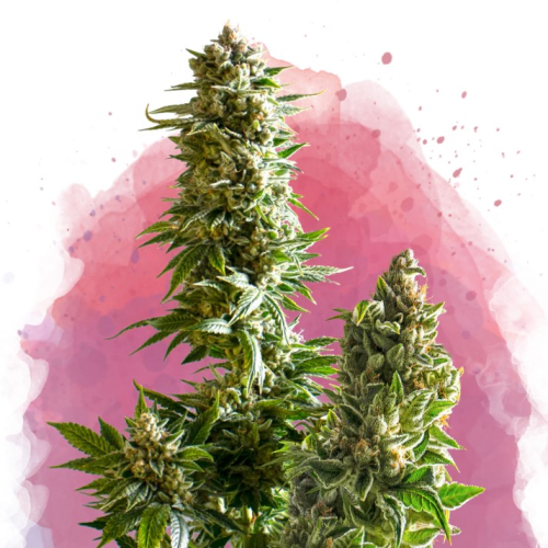 Nirvana - Master Kush