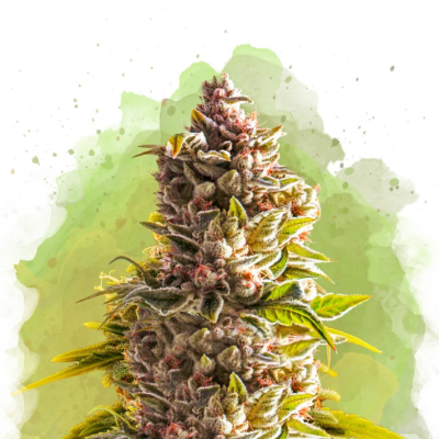 Nirvana - Northern Lights Auto