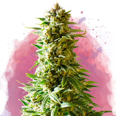 Nirvana - Northern Lights