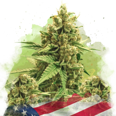 Nirvana - Original Glue Auto