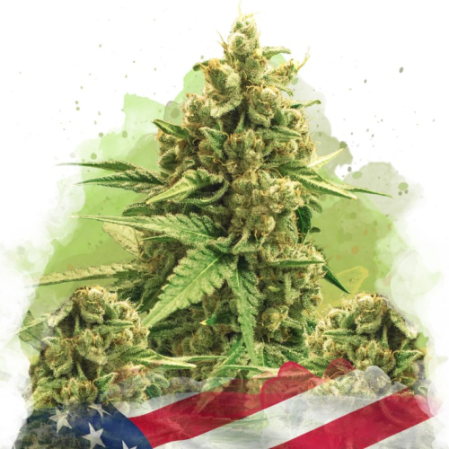 Nirvana - Original Glue Auto