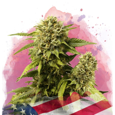 Nirvana - Original Glue