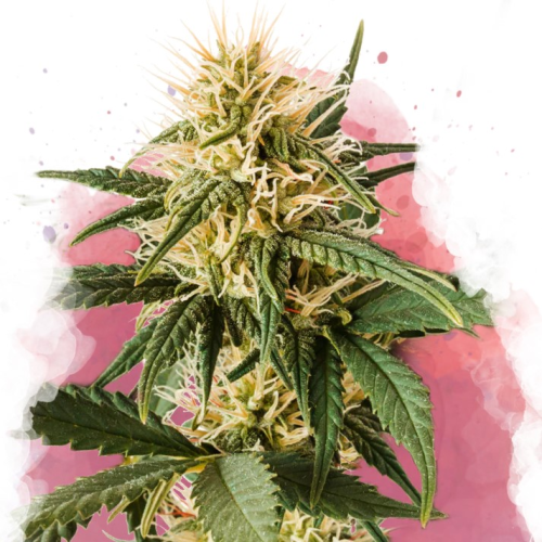 Nirvana - PPP (Pure Power Plant)