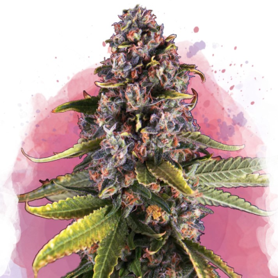 Nirvana - Raspberry Cough