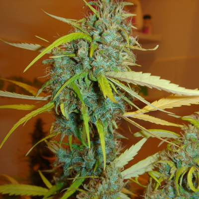 Mr. Nice - Angel Heart regular