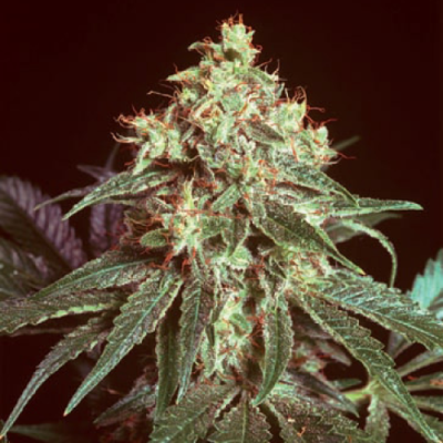 Mr. Nice - Devil regular