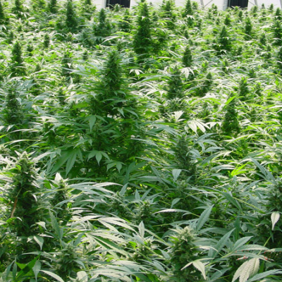 Mr. Nice - Dreamtime regular