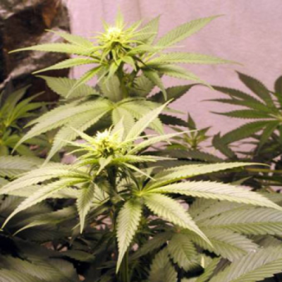 Mr. Nice - Early Queen regular