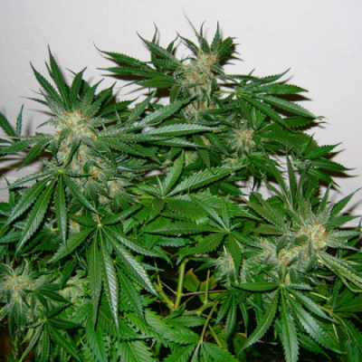 Mr. Nice - Early Skunk Haze regular