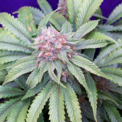 Mr. Nice - G13 Widow (G13 x Widow) regular