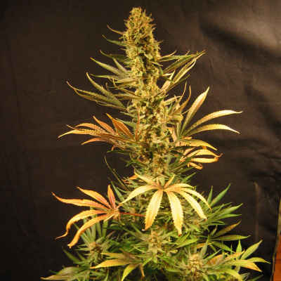 Mr. Nice - Holy Smoke regular