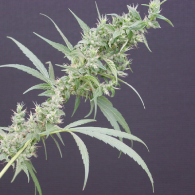 Mr. Nice - Neville´s Haze Mango (Nevilles Haze x Mango) regular