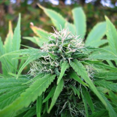 Mr. Nice - NHS (NL5/Haze x Skunk) regular