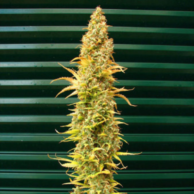 Mr. Nice - Spice regular