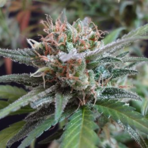 Mr. Nice - Widow Grail regular