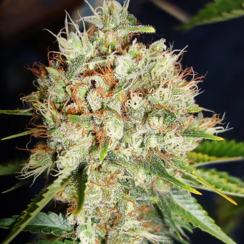 Ministry of Cannabis - Big Bud XXL