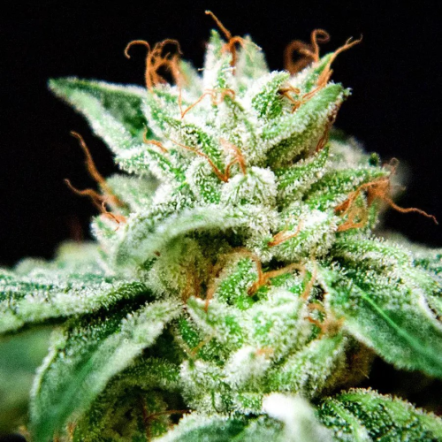 Ministry of Cannabis - CBD Star