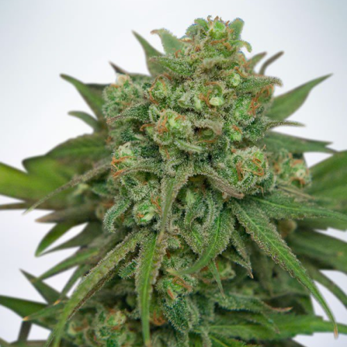 Ministry of Cannabis - Instakush