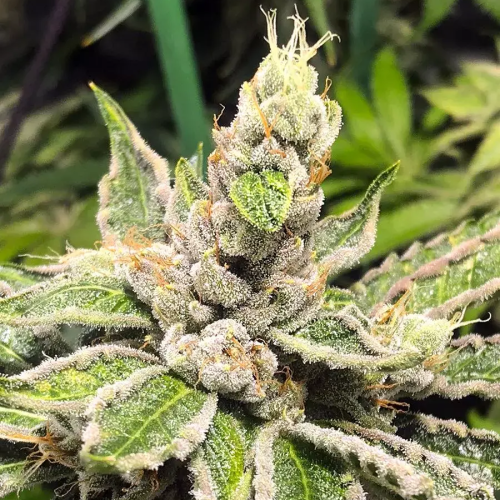 Ministry of Cannabis - Mamacitas Cookies