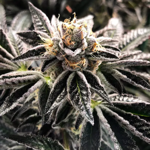 Ministry of Cannabis - Mandarin Gelato