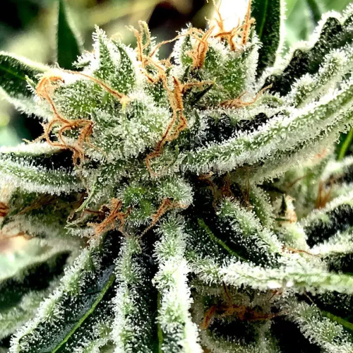 Ministry of Cannabis - Mandarin Haze